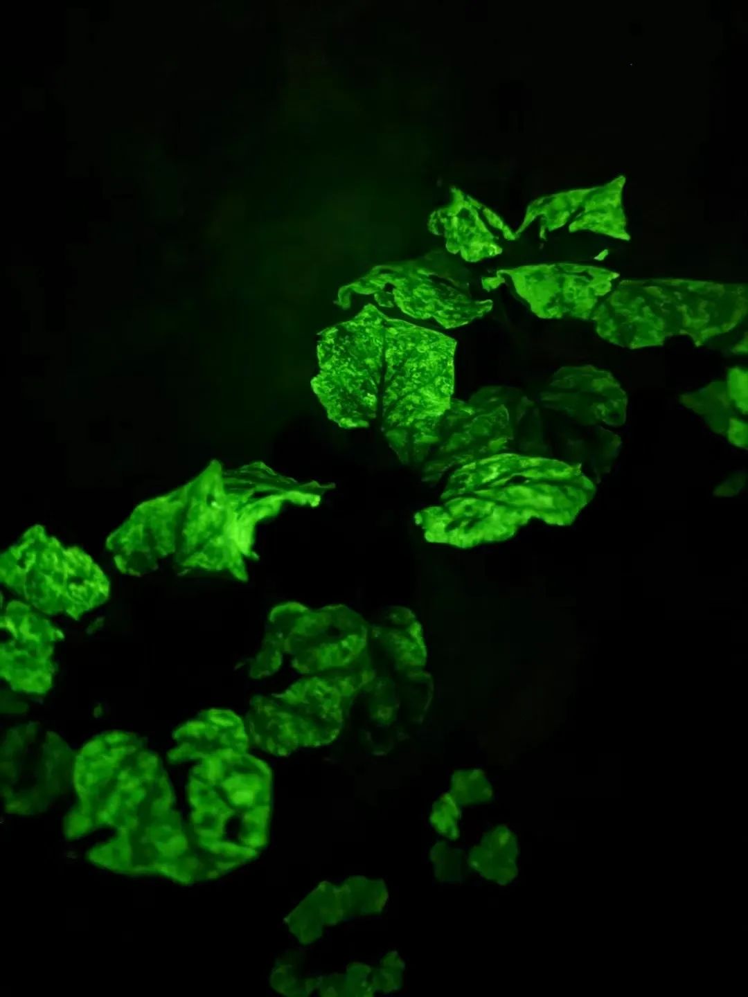 【牢记嘱托感恩奋进——安徽往前赶】把光“种进”植物里：合肥造“自发光植物”点亮未来(图3)