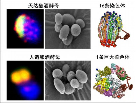 上海合成生物学下一个“重磅”成果会是什么？(图1)