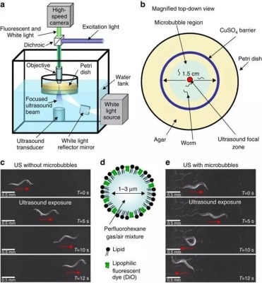 为侵入性脑机接口瑟瑟发抖？别怕大脑可以被“声控”了(图3)
