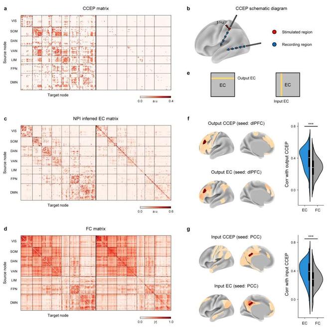自然·方法：扰动AI孪生脑刻画脑网络因果(图6)