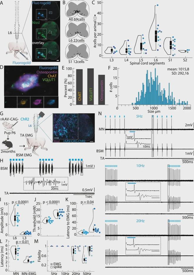 颠覆认知！男人的“下半身”可能有独立思考能力？(图2)