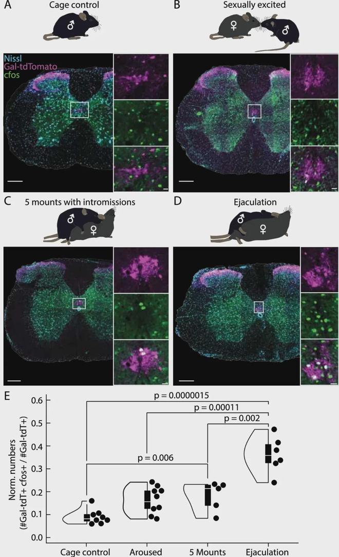 颠覆认知！男人的“下半身”可能有独立思考能力？(图3)