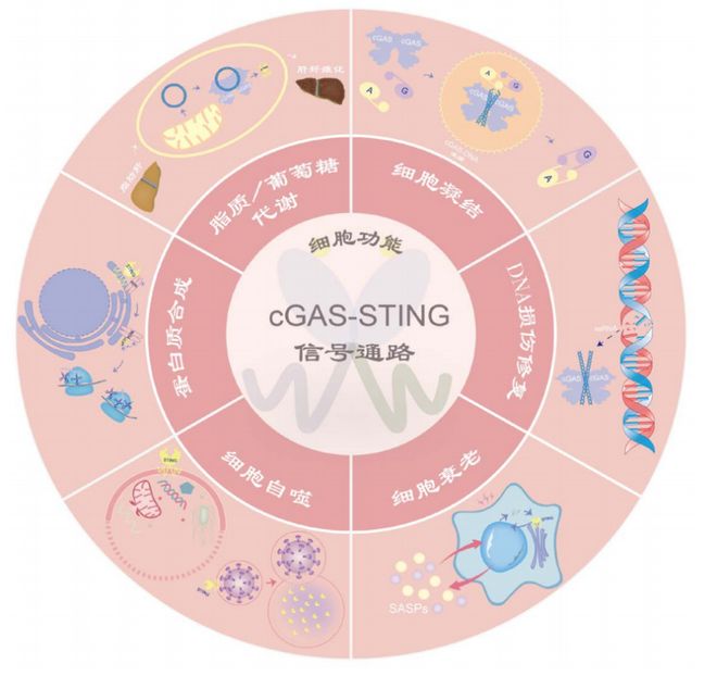 2025诺奖生理学或医学奖前瞻｜医学还是基础？华人能否获奖？(图5)