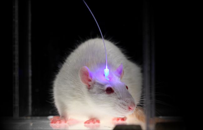 概述]第三节分子遗传学简介(图1)