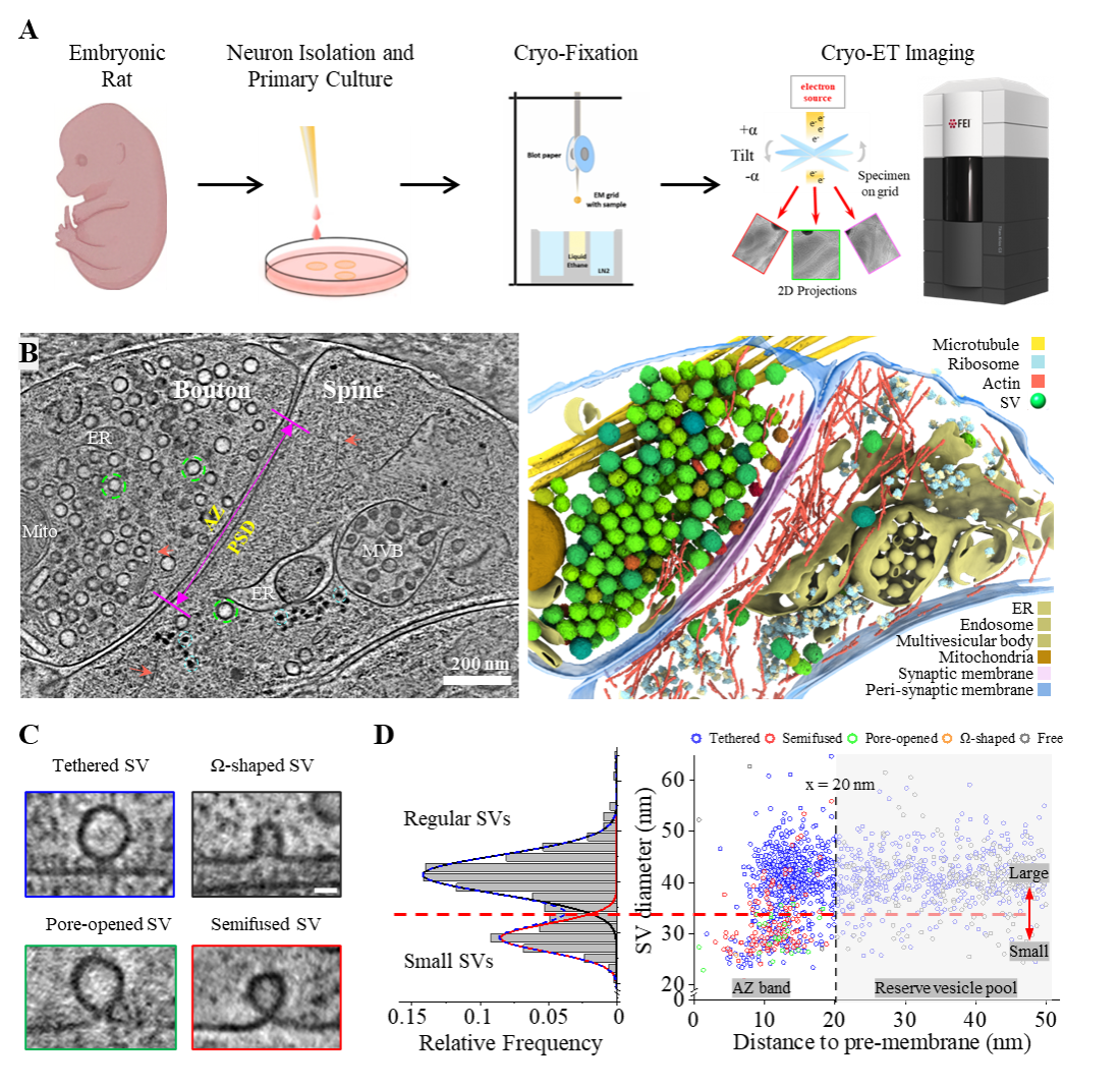 实现毫秒级“动态定格”中国科大破解神经传信“微观密码”(图2)