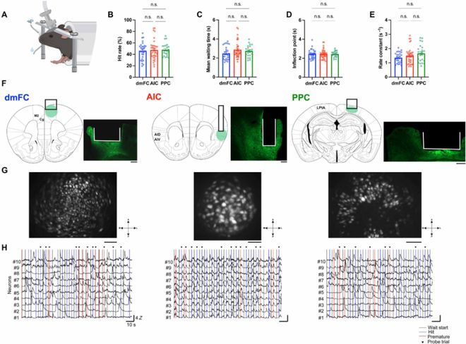 SciAdv：为什么我们等待时常常焦躁难耐？Kamigaki团队揭示大脑皮层冲动控制的精细分工机制(图2)