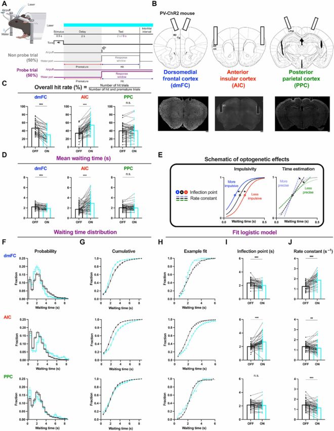 SciAdv：为什么我们等待时常常焦躁难耐？Kamigaki团队揭示大脑皮层冲动控制的精细分工机制(图1)