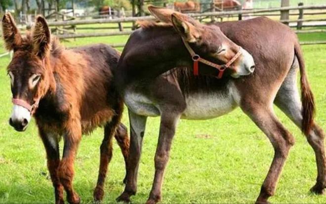 骡子为何都无法生育驴和马爱得深刻到底坏在哪了(图2)