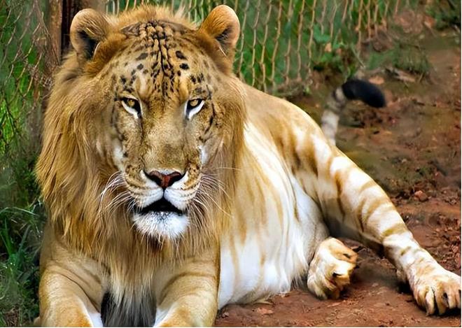 骡子为何都无法生育驴和马爱得深刻到底坏在哪了(图4)