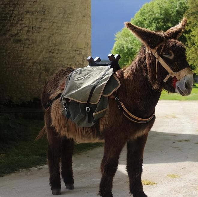 骡子为何都无法生育驴和马爱得深刻到底坏在哪了(图3)