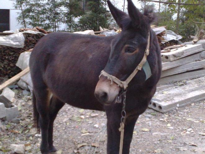 骡子为何都无法生育驴和马爱得深刻到底坏在哪了(图6)