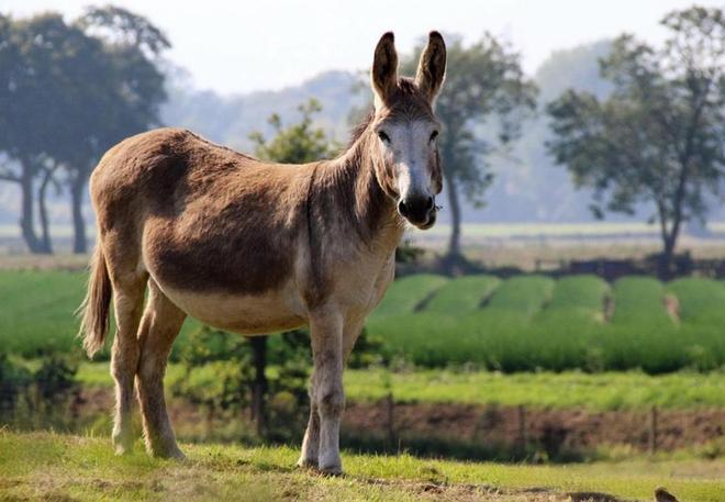 骡子为何都无法生育驴和马爱得深刻到底坏在哪了(图7)