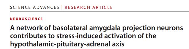 SciAdv：为什么一紧张就心跳加速？科学家揭示基底外侧杏仁核投射神经元多通路协同调控HPA轴应激激活机制(图1)