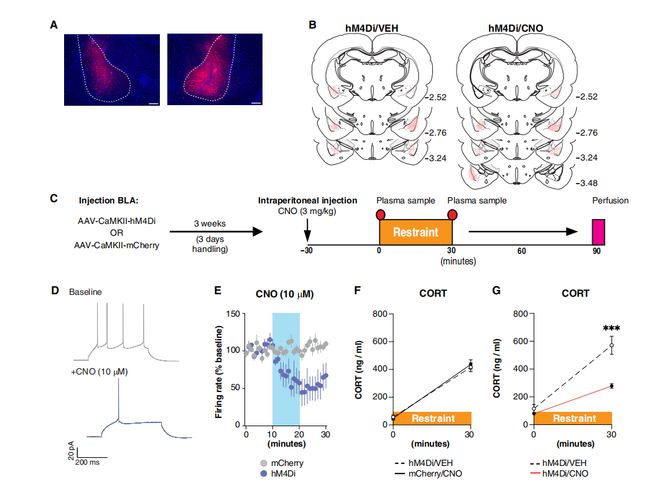 SciAdv：为什么一紧张就心跳加速？科学家揭示基底外侧杏仁核投射神经元多通路协同调控HPA轴应激激活机制(图2)