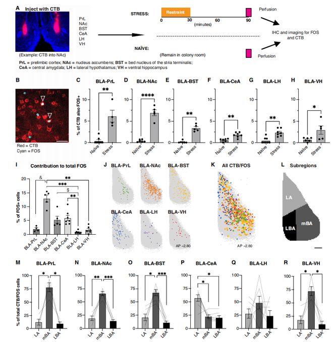SciAdv：为什么一紧张就心跳加速？科学家揭示基底外侧杏仁核投射神经元多通路协同调控HPA轴应激激活机制(图5)