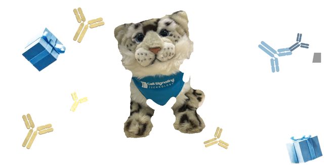 解锁新的表观遗传学分析解决方案：CUTTag｜CST博士云讲座(图1)