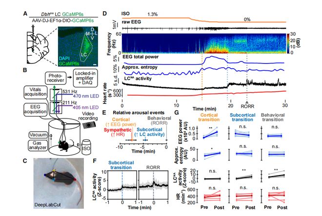 为什么运动后大脑更清醒？Bruchas团队揭示去甲肾上腺素能系统耦合运动转换调控觉醒的机制(图2)