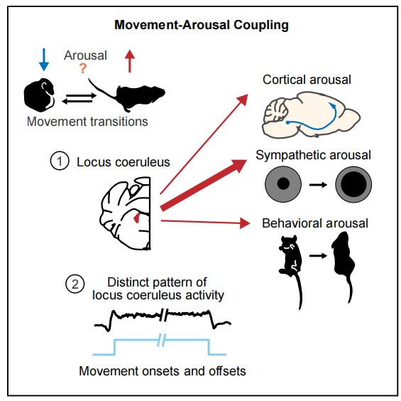 为什么运动后大脑更清醒？Bruchas团队揭示去甲肾上腺素能系统耦合运动转换调控觉醒的机制(图5)
