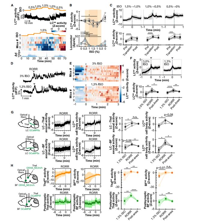为什么运动后大脑更清醒？Bruchas团队揭示去甲肾上腺素能系统耦合运动转换调控觉醒的机制(图3)