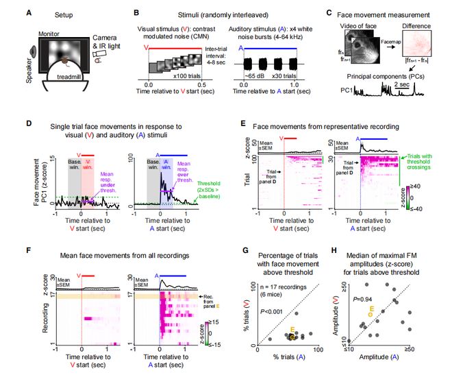 听声音的脑区居然也能看东西！科学家揭示视觉诱发活动在听觉皮层的感觉起源机制(图2)