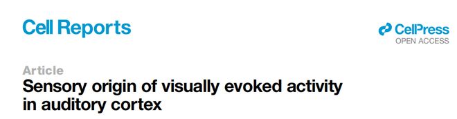 听声音的脑区居然也能看东西！科学家揭示视觉诱发活动在听觉皮层的感觉起源机制(图1)