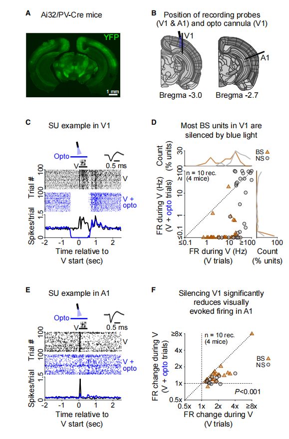 听声音的脑区居然也能看东西！科学家揭示视觉诱发活动在听觉皮层的感觉起源机制(图4)