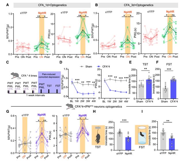 CellRep丨为啥疼久了会emo？徐州医科大学葛婷曹君利张红星团队揭示慢性疼痛与共病抑郁的关键神经环路(图5)