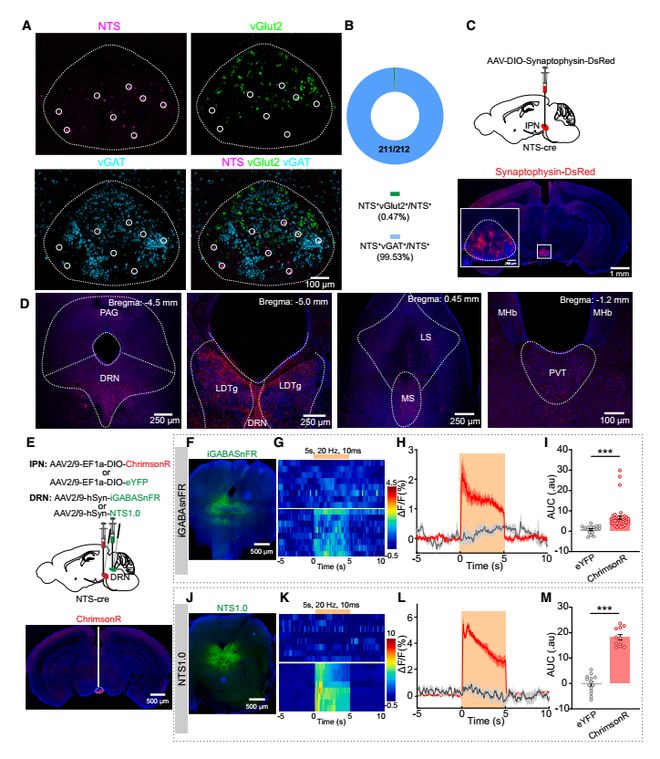 CellRep丨为啥疼久了会emo？徐州医科大学葛婷曹君利张红星团队揭示慢性疼痛与共病抑郁的关键神经环路(图7)