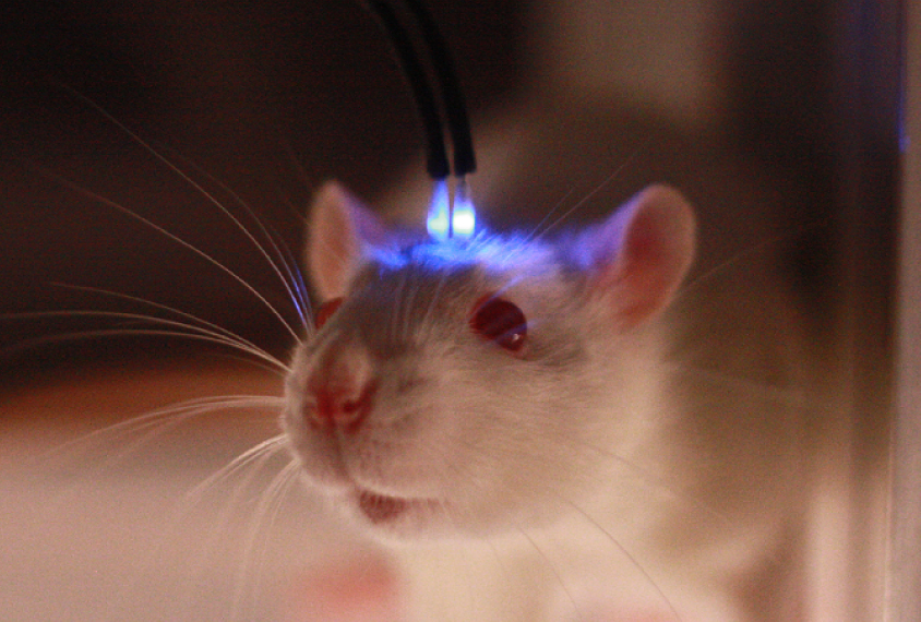 综述：书写印迹：记忆分配的麦克斯韦机制(图1)