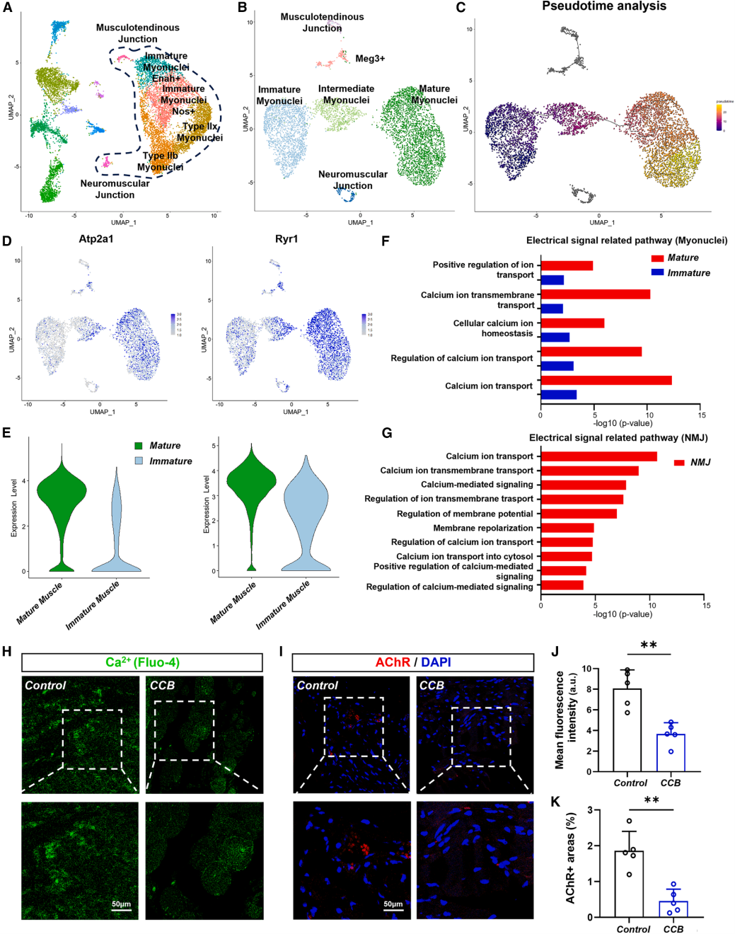 CellBiomater神经血管化的工程肌肉(图3)