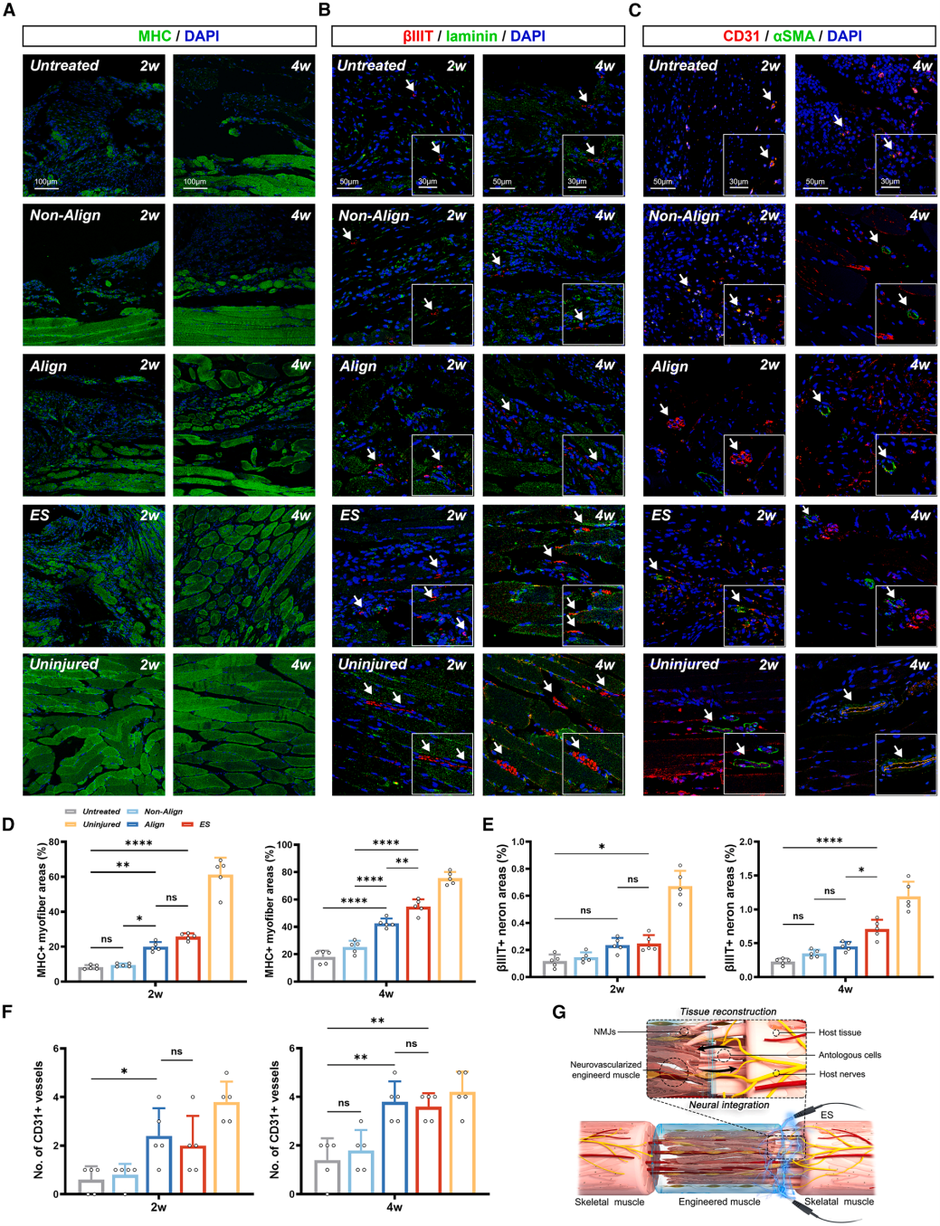 CellBiomater神经血管化的工程肌肉(图5)