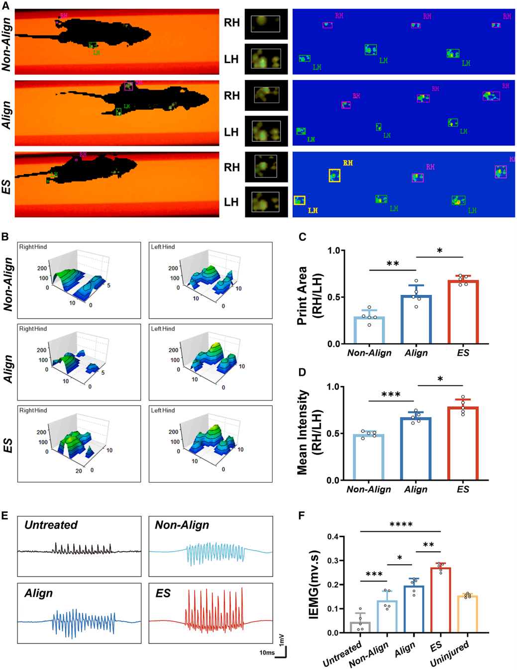 CellBiomater神经血管化的工程肌肉(图6)