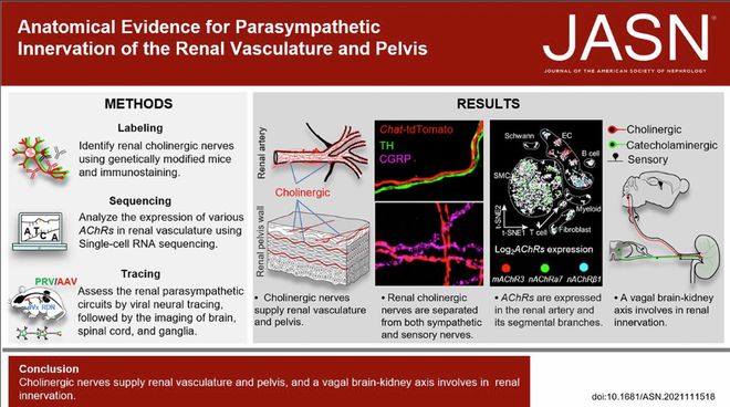 JASN + KI丨研究实证肾脏受副交感神经支配(图1)
