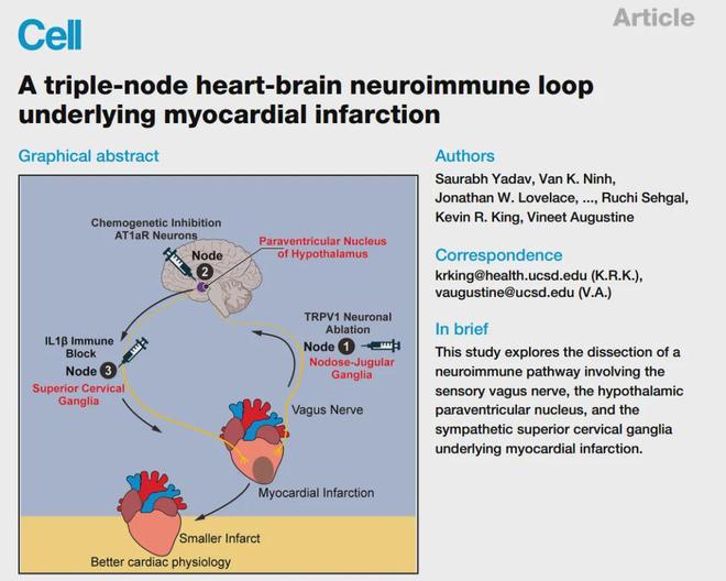 《Cell》靶向心脑轴：心梗精准治疗的新方向！(图2)