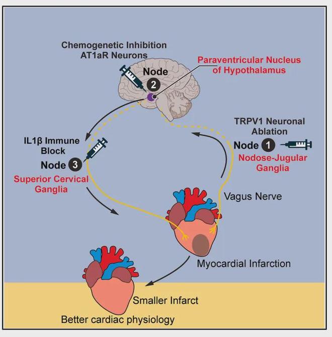 《Cell》靶向心脑轴：心梗精准治疗的新方向！(图8)