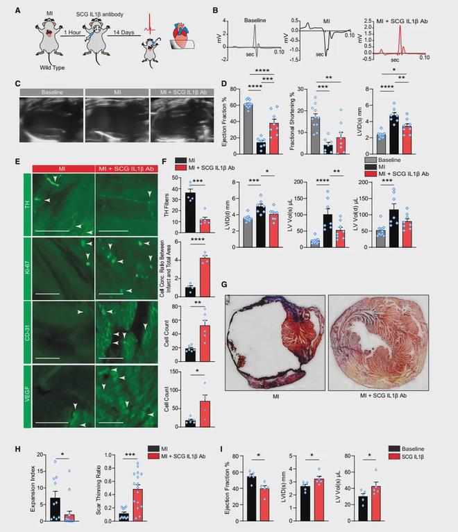 《Cell》靶向心脑轴：心梗精准治疗的新方向！(图7)