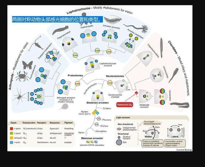 不可思议！我们人类的眼睛似乎源于6亿年前独眼生物（新研究）(图3)