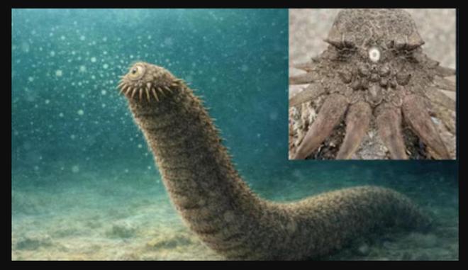 不可思议！我们人类的眼睛似乎源于6亿年前独眼生物（新研究）(图4)