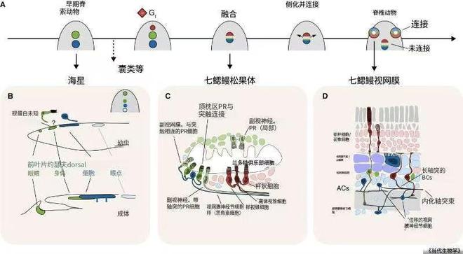 不可思议！我们人类的眼睛似乎源于6亿年前独眼生物（新研究）(图6)