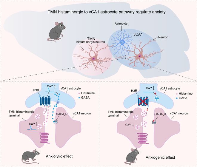Neuron 陈忠汪仪团队揭示“组胺能神经元-星形胶质细胞”调控焦虑新机制(图2)