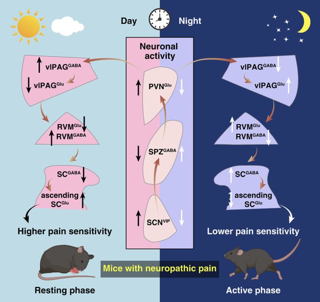 疼痛为何在晚上更明显？中科大最新Science：揭开疼痛昼夜差异的神经机制(图2)