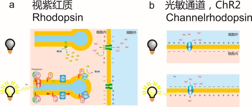 国海研究科济药业-B深度股票ETF连续三周净流入—晨听海之声0908(图1)